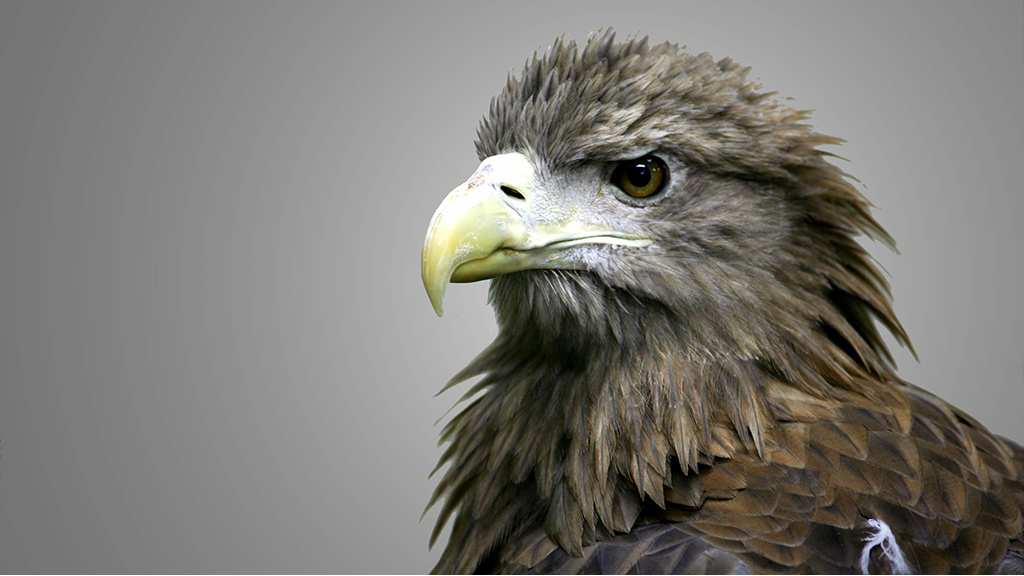 Nyborg Fyn Danmark Ørn 