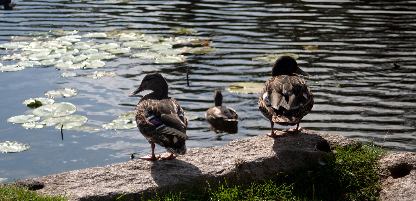 Nyborg Fyn Danmark Voldanlæg Fugle