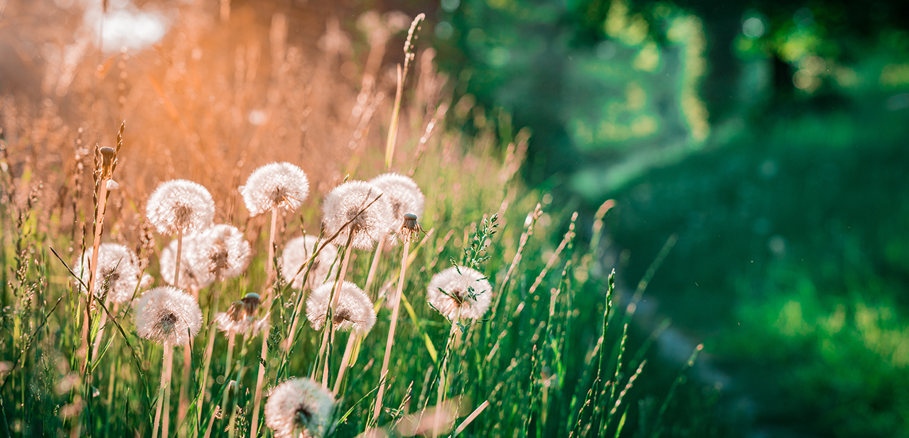 13 Grønne oplevelser