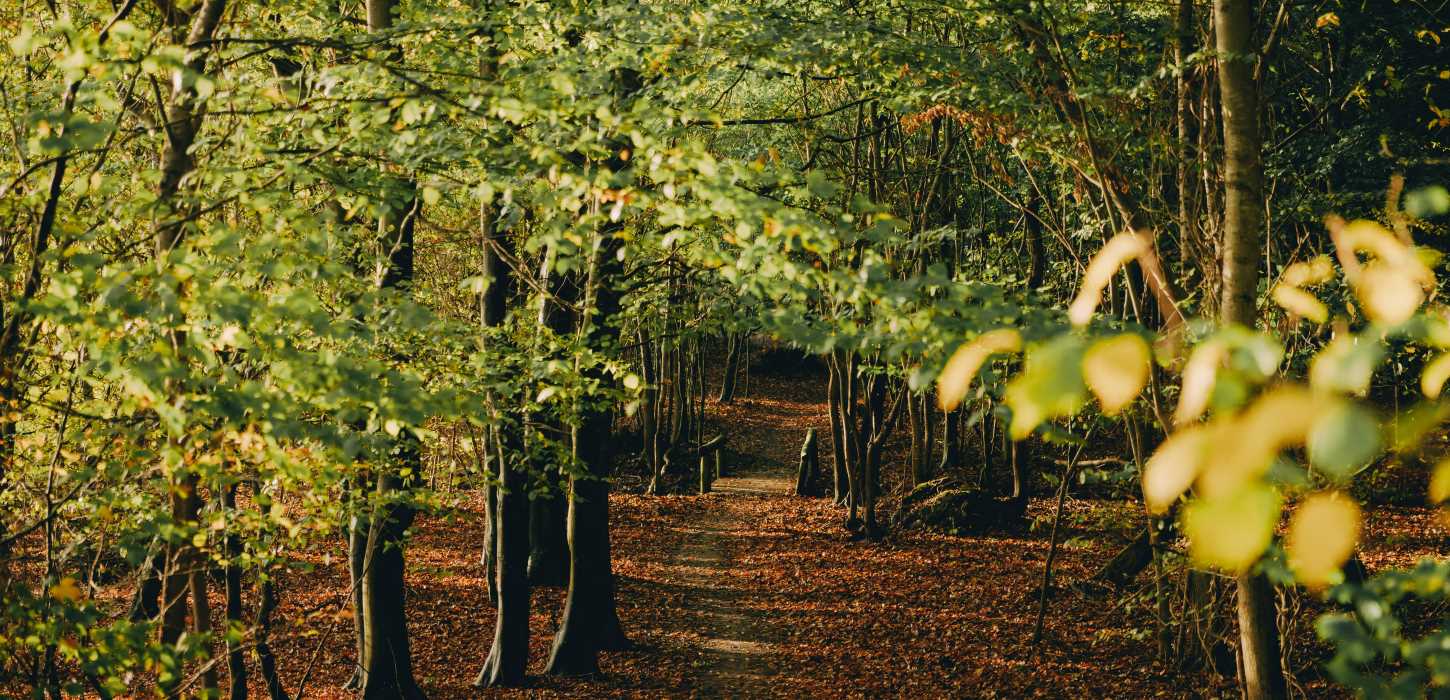 Gå en efterårstur i Teglværksskoven i Nyborg