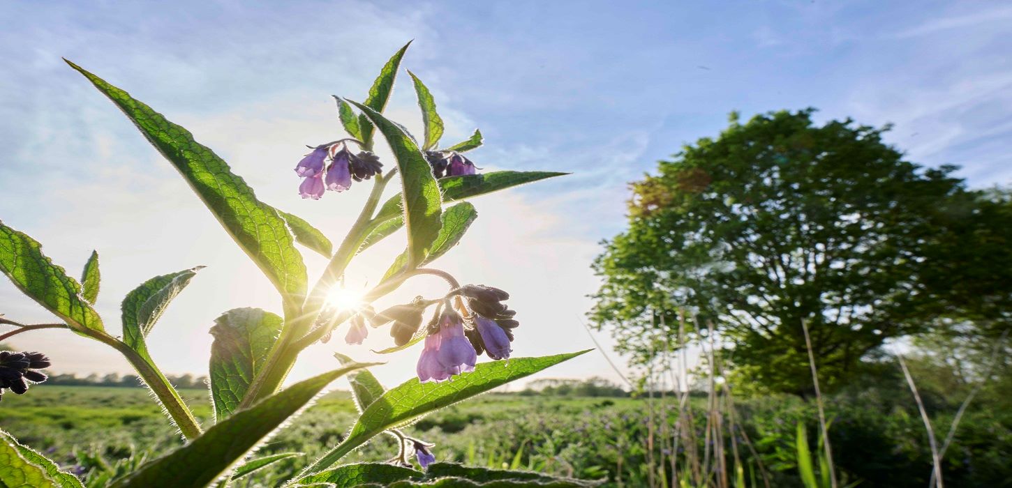 Smuk blomst på en mark i Hjulby på Østfyn