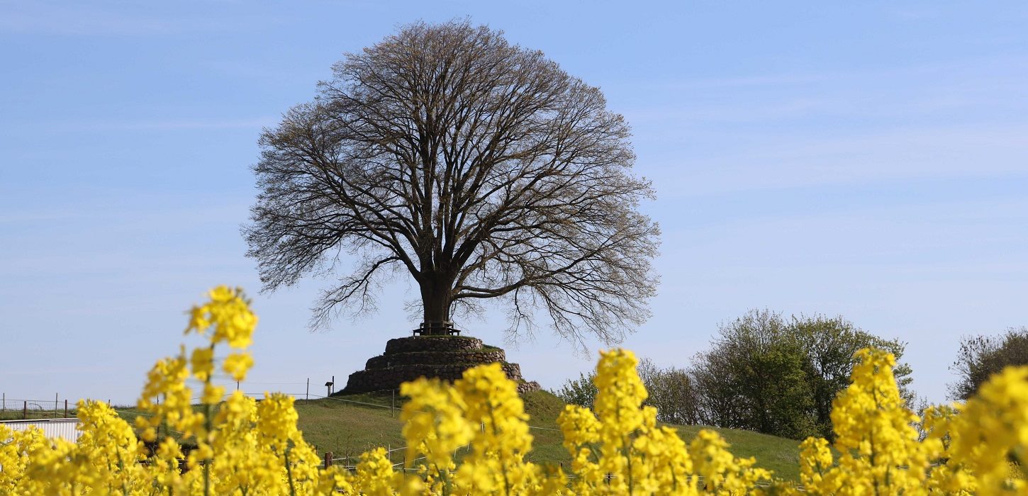 Degnens Høj i Skellerup sogn i Nyborg, Fyn