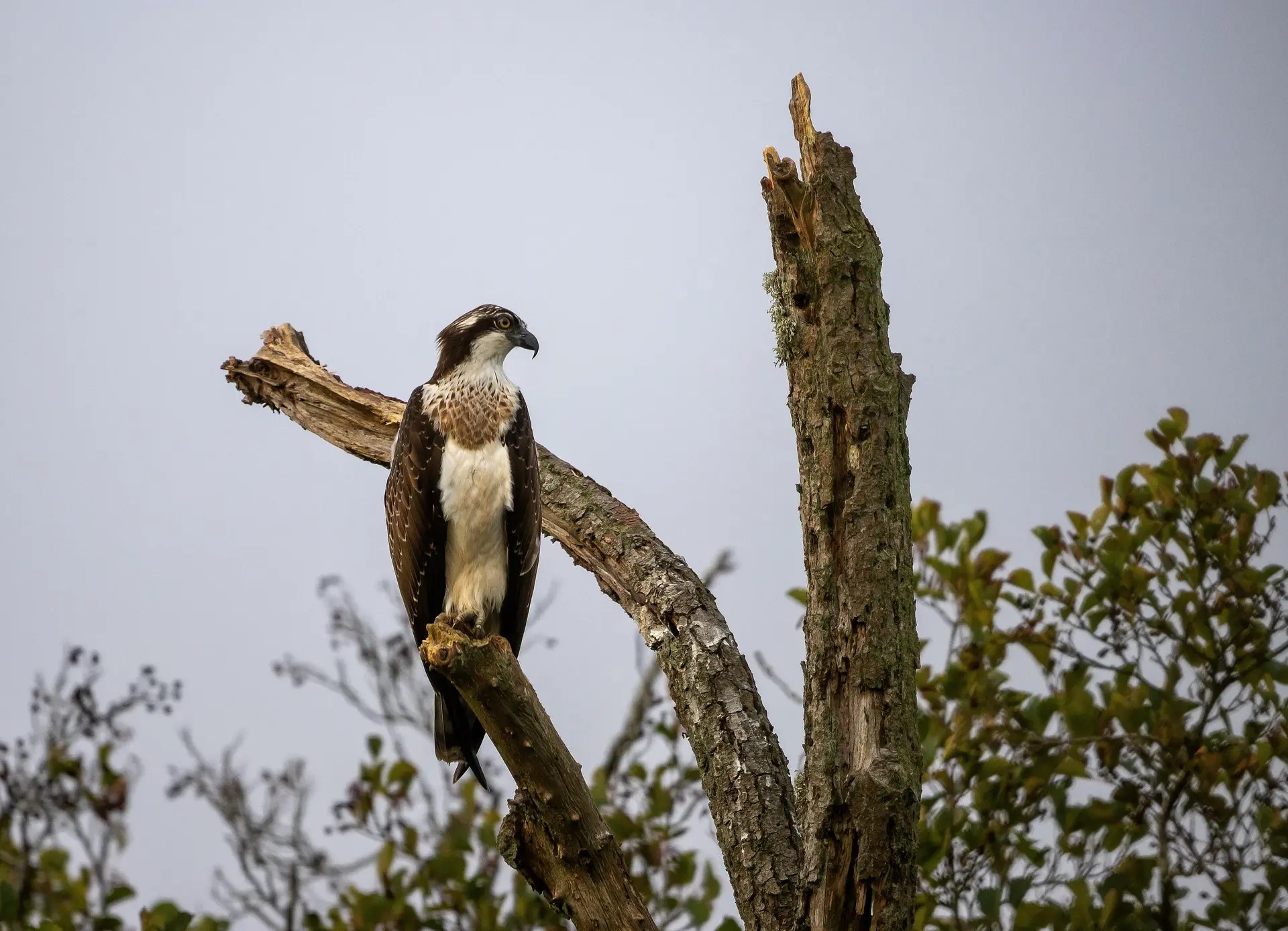 Fuglebussen - guidet fugletur