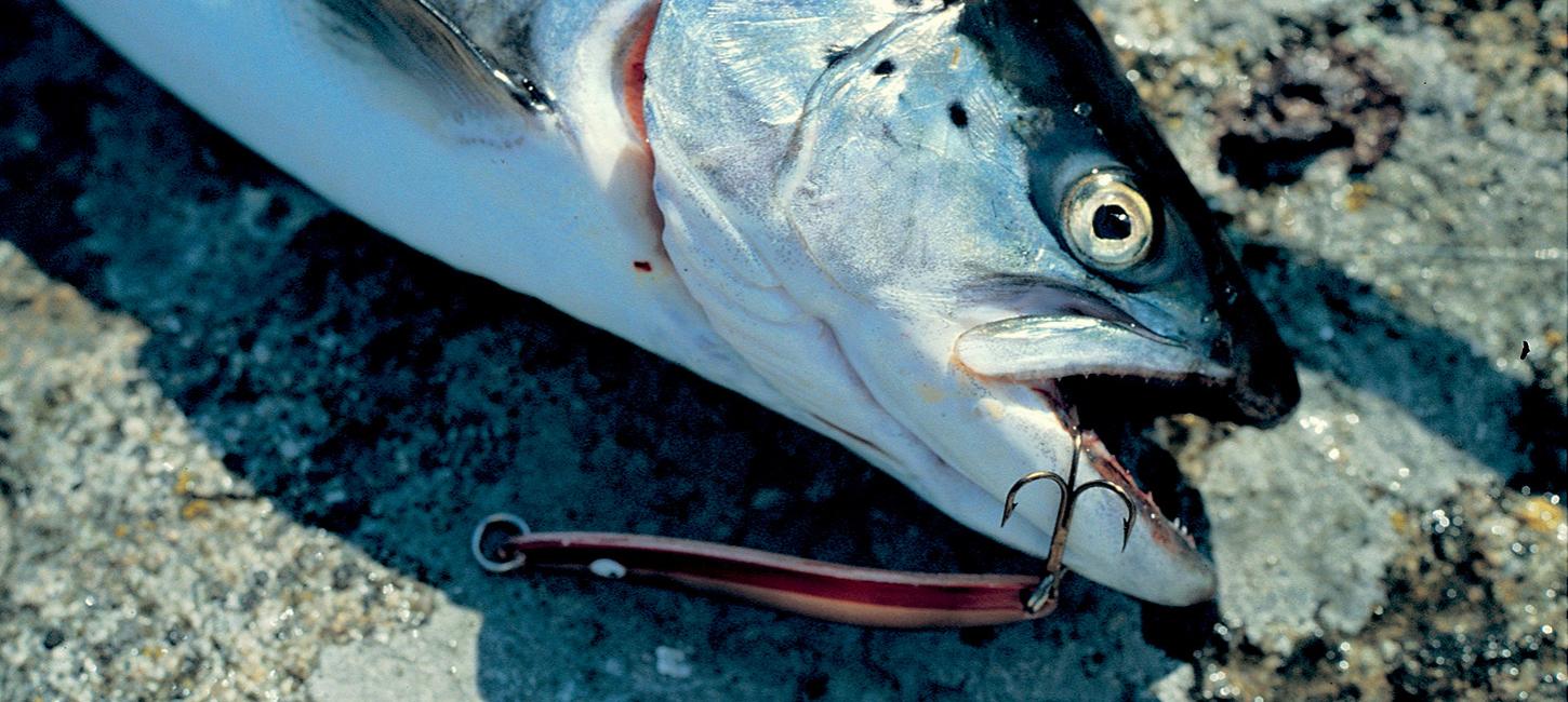 Nyborg Fyn Danmark Havørred Frisk fisk