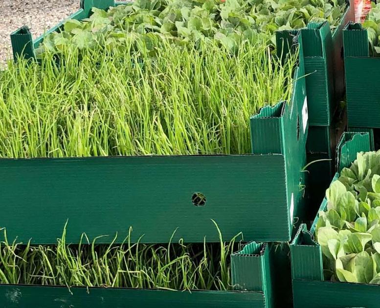 Du kan finde alt ved de lokale landbrug i Nyborg og Omegn. Grøntsager, urter, frugt og andre lokale produkter.