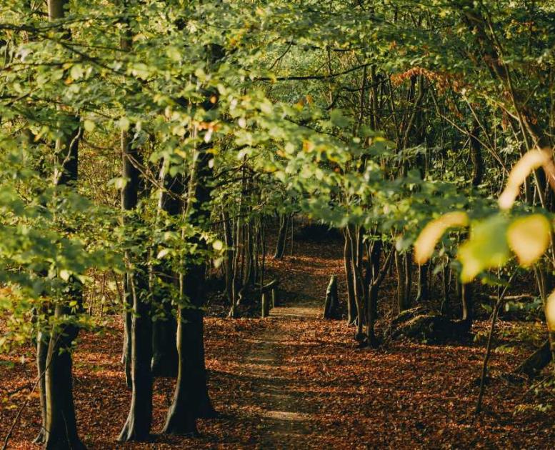 Gå en efterårstur i Teglværksskoven i Nyborg